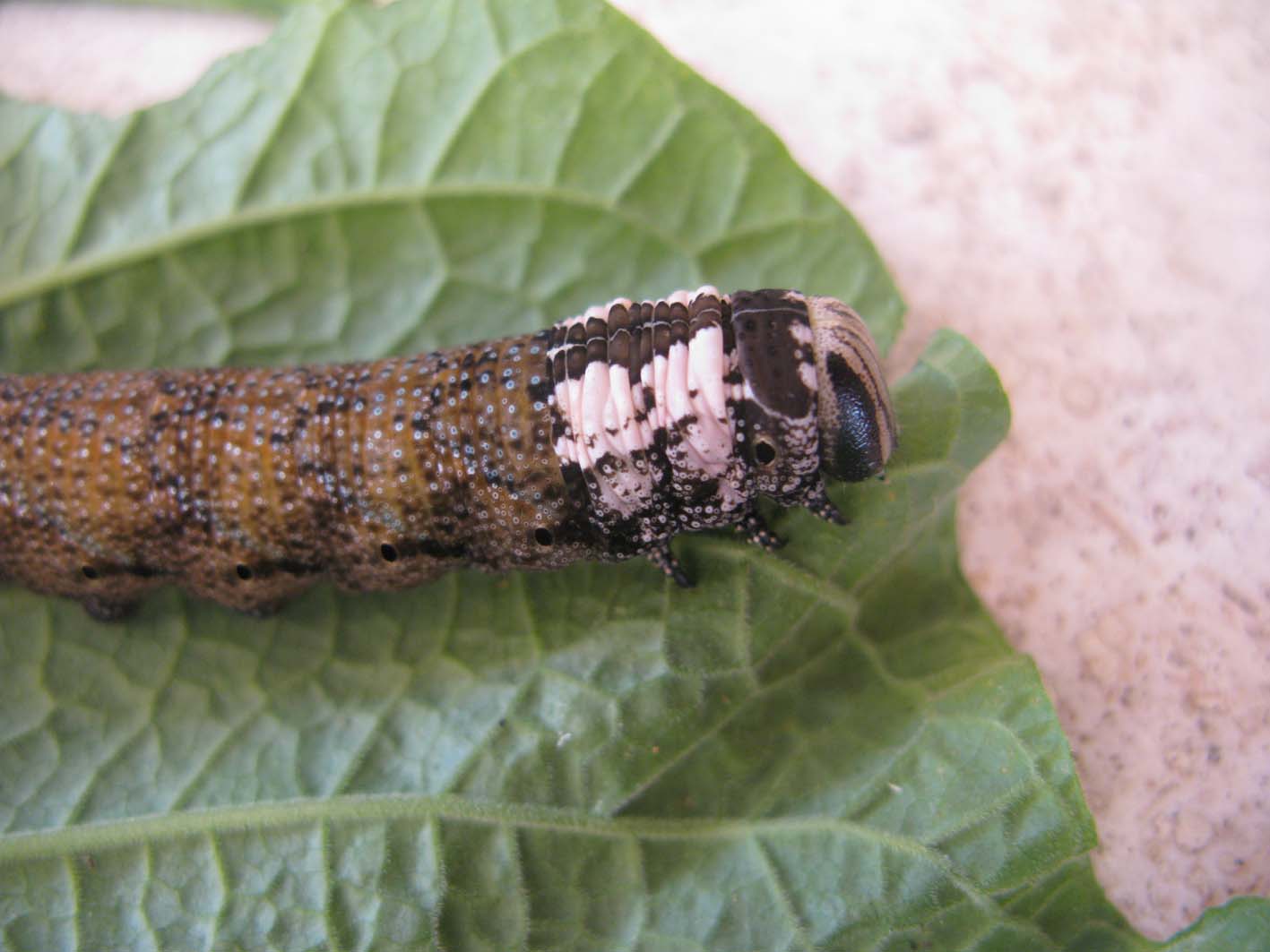 bruco da identificare: Acherontia atropos - Sphingidae